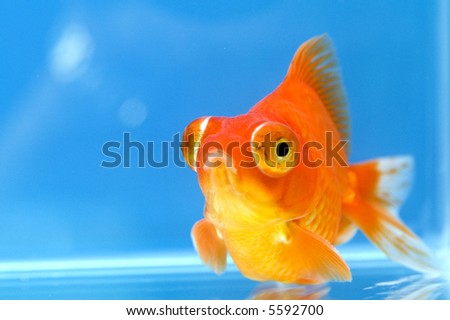Dragon Eye Goldfish with blue background
