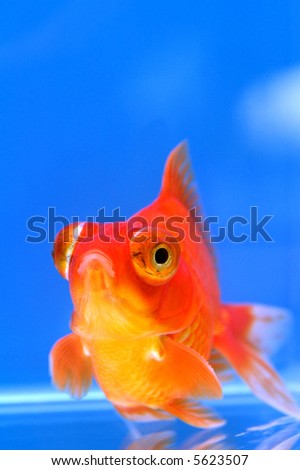 Dragon Eyed Goldfish