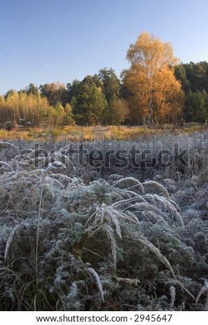 Autumn in Podmoskovje, rime on green fodder shiny morning. Russia.