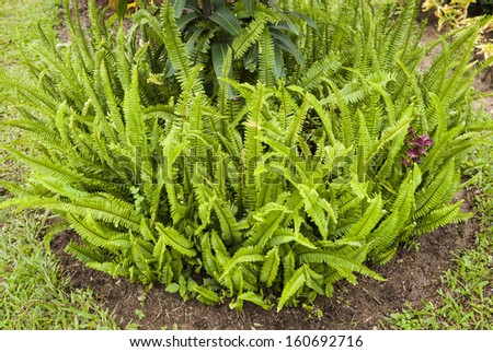 Ferns leaves green foliage tropical background. Rain forest jungle plants natural flora