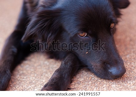 close up black Golden Retriever dog laying down