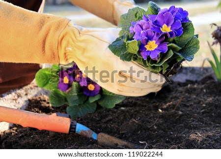 Outdoor work , plant a primrose in a garden pot