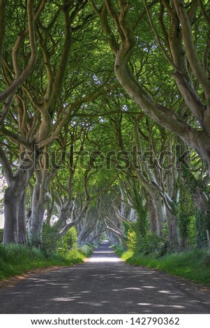 Magical woods of Dark Hedges with its strange shape trees. Northern Ireland