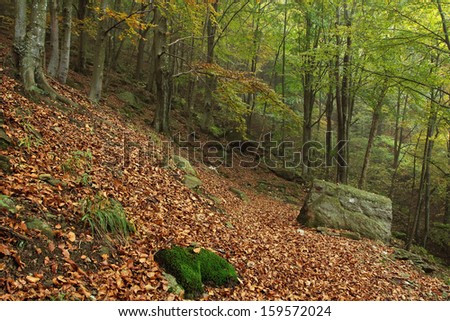 Mountain forest with autumn colors on the earth and summer green leaves on the trees