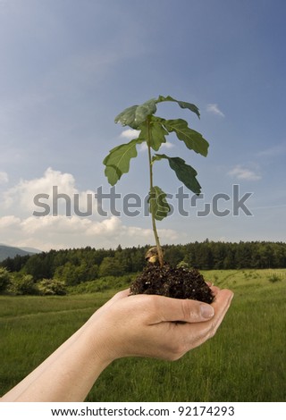 Human hands holding an oak sapling
