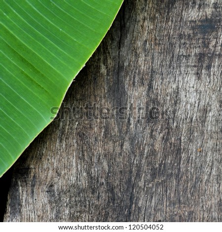 banana leaf on plank in square format