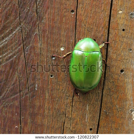 Metallic wood-boring beetle in square format