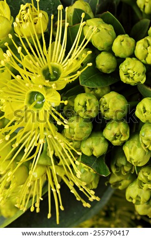 Golden Penda yellow flower fiber line Xanthostemon chrysanthus