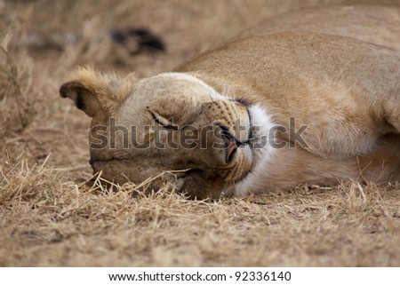 Lioness, Lion female Serengeti  National Park, Tanzania, Africa