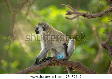 Vervet monkey (Blue ball monkey) Tarangire National Park, Tanzania, Africa