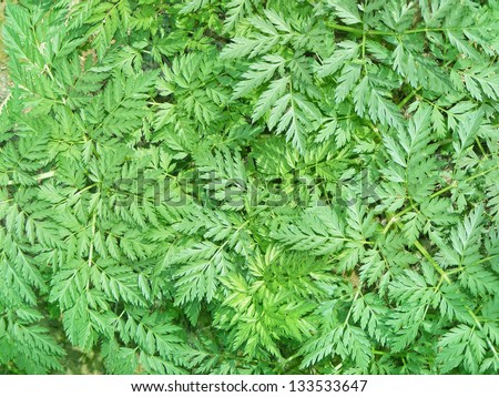 green herbal background