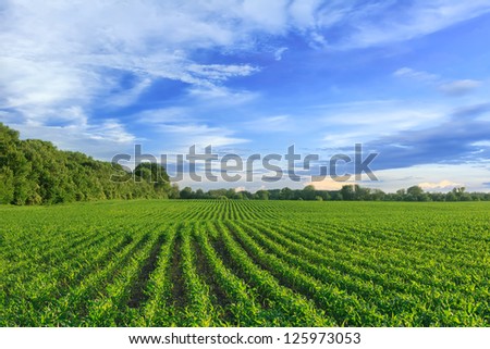 Corn Field