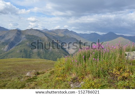 Purple Fireweed with Mountain Landscape