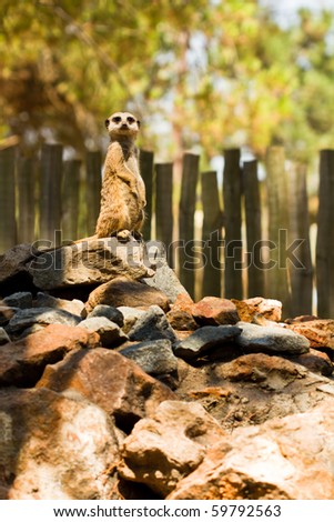 Suricate in standing pose