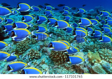 Shool Of Powder Blue Tang In The Coral Reef