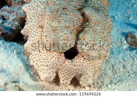 Giant sea cucumber on the sandy bottom