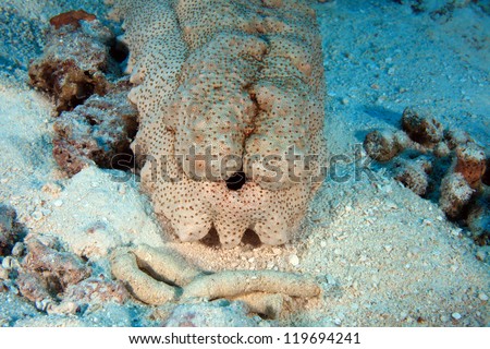Giant sea cucumber on the sandy bottom