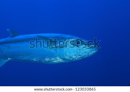Tuna fish in the blue water of the ocean