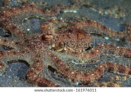 Mimic octopus (Thaumoctopus mimicus) on the sea floor