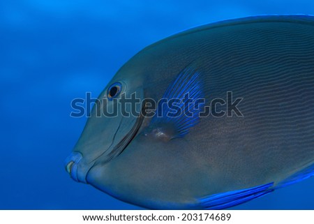 Blue tang surgeonfish (Acanthurus coeruleus) in the tropical waters of the caribbean sea