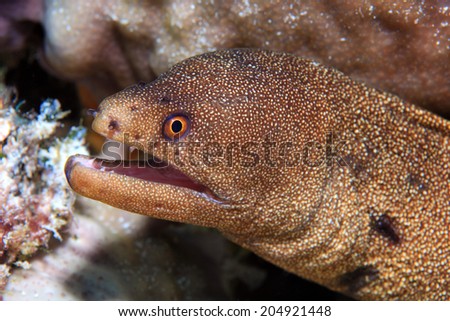 Goldentail moray eel (Gymnothorax miliaris) underwater in the coral reef of the caribbean