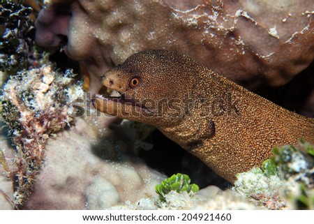 Goldentail moray eel (Gymnothorax miliaris) underwater in the coral reef of the caribbean
