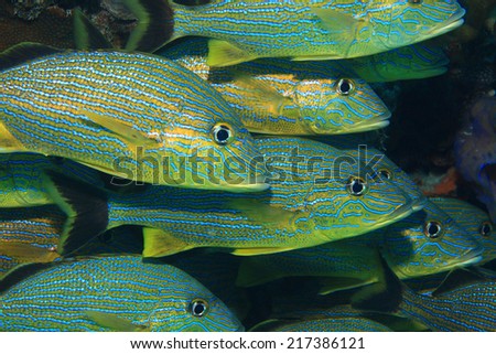 Fish shoal of blue striped grunts (Haemulon sciurus) in the caribbean sea