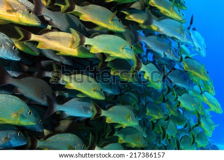 Shoal of grunt fish underwater in the coral reef of the caribbean sea