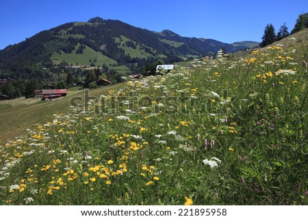 Meadow and flowers in the swiss alps, Switzerland