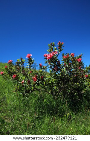 Alpine rose plant in the swiss alps