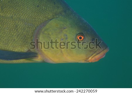 Tench fish (Tinca tinca) in the freshwater lake
