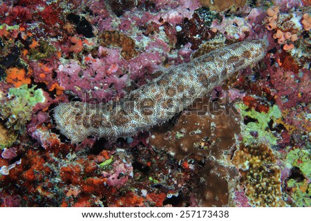 Tropical sea cucumber (Pearsothuria graeffei)in the coral reef
