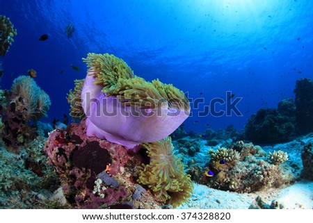 Sea anemone in the tropical coral reef of the Indian ocean