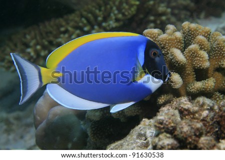 Powder blue tang in the coral reef