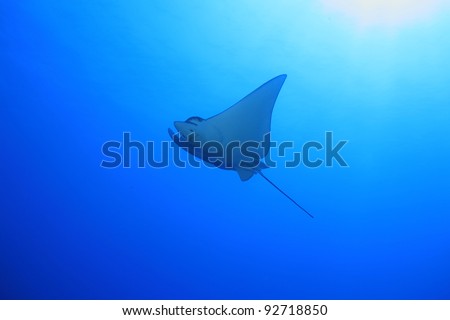 Spotted eagle ray in the blue water of the ocean