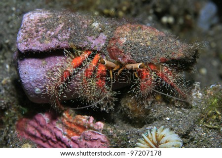 Hermit crab in the trpical waters of bali