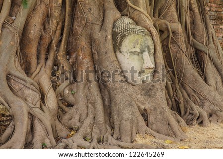 Buddha head covered by tree root at wat Mahathat in Ayutthaya. Thailand