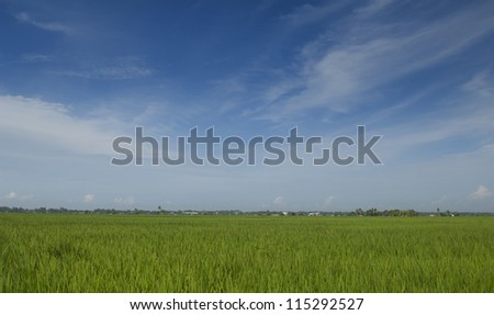 Landscape of rice paddy field in Sekinchan, Malaysia