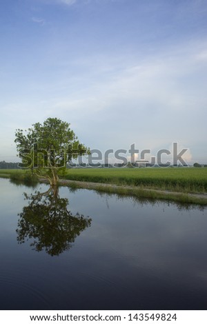 Tree reflection on calm water