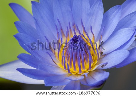 Close up of blooming blue water lily flower (botanical name Nymphaea spp.) with shallow depth of field and selective focusing