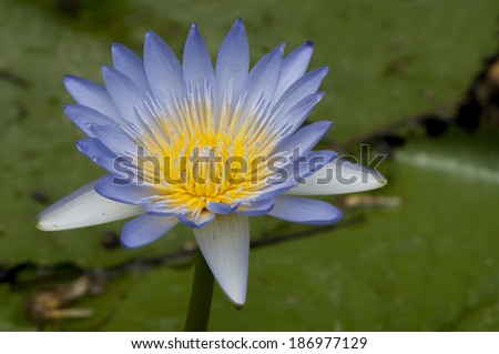 Close up of blooming blue water lily flower (botanical name Nymphaea spp.)