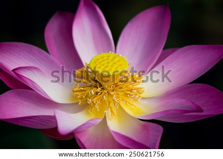 Lotus flower in bloom. Nelumbo nucifera is botanical name for lotus plant