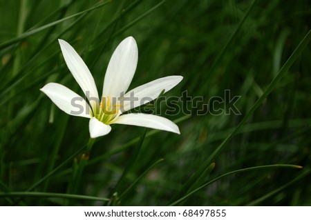 Single flower bud of white rain lily (Zephyranthes candida) on shallow depth of filed background