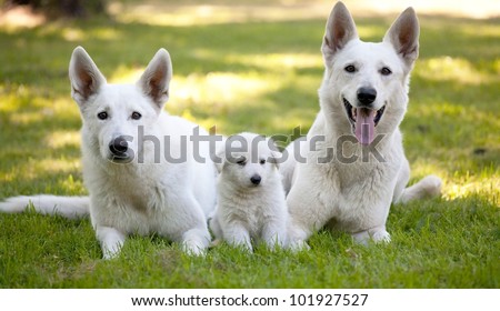 White Swiss Shepherds