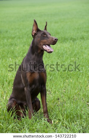 young brown doberman puppy sitting on the green grass
