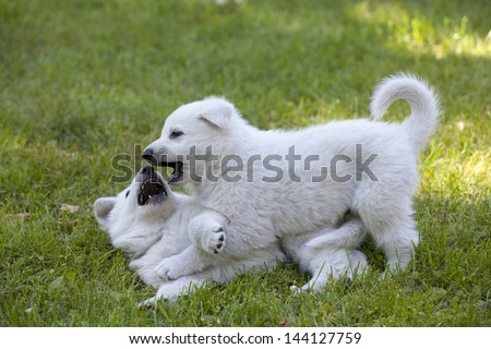 two White Swiss Shepherds puppies playing in garden