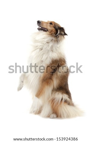 Rough Collie isolated over white background