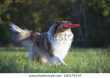 Rough Collie or Scottish Collie over nature background