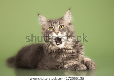 young Maine Coon cat isolated over green background