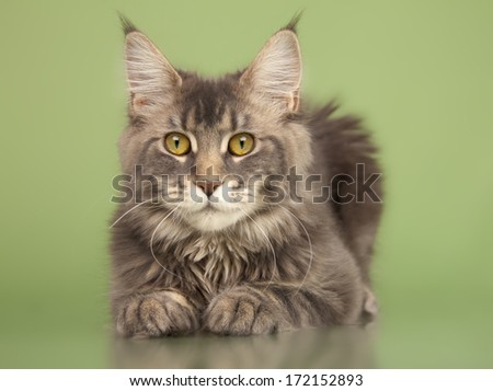 young Maine Coon cat isolated over green background